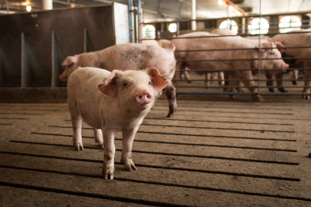 kleine varkens