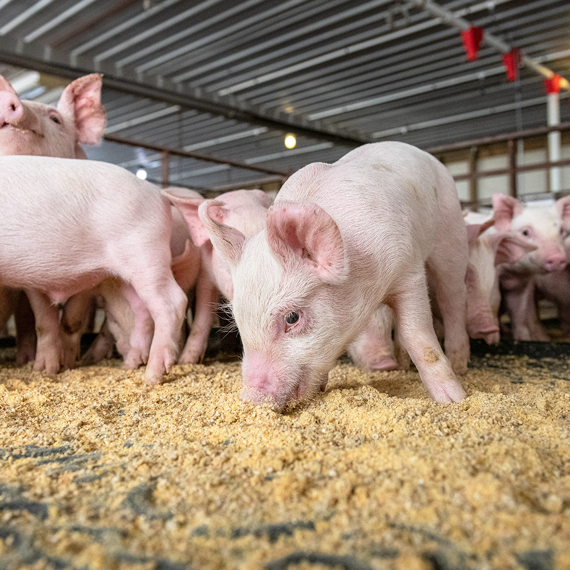 Real Pork – Pigs Eating Feed